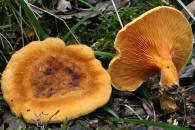 Hygrophoropsis aurantiaca/Falso rebozuelo, Rebozuelo anaranjado, Falsa girola, Ziza hori faltsua